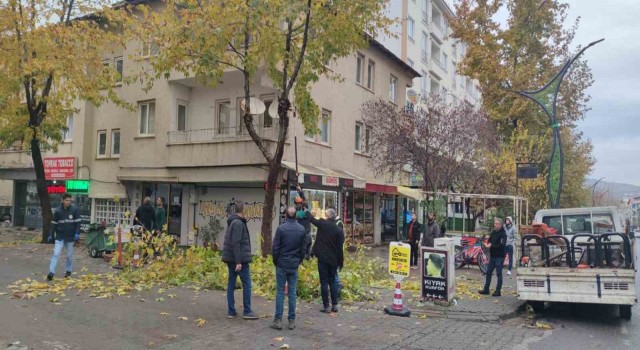 Bingölde ağaçlar budanıyor