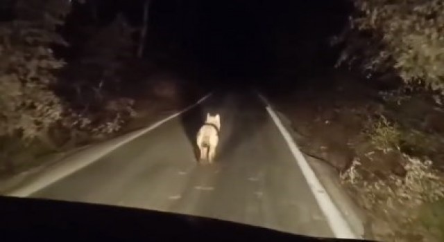 Bingölde kurtlar ilçe merkezinde görüntülendi