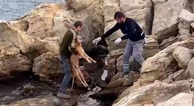 Bodrum'da Denize Düşen Köpek Kurtarıldı