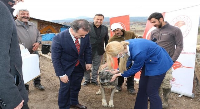 Bu hastalık köpeklerden insanlara bulaşıyor