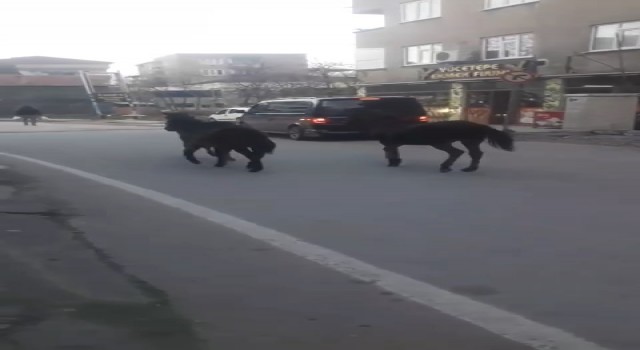 Bursada başıboş atlar trafiğe çıktı