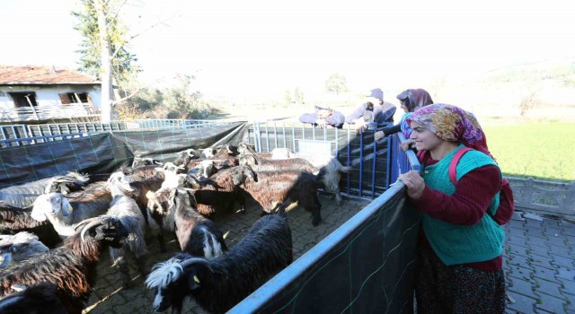 Büyükşehirden Seydikemerli kadın üreticilere kıl keçesi desteği