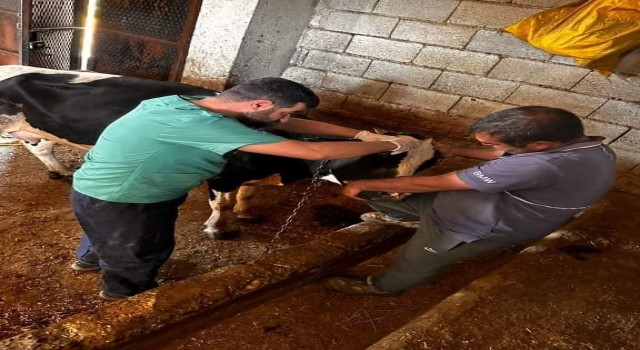 Çermik'te buzağı desteği müracaattı başlandı