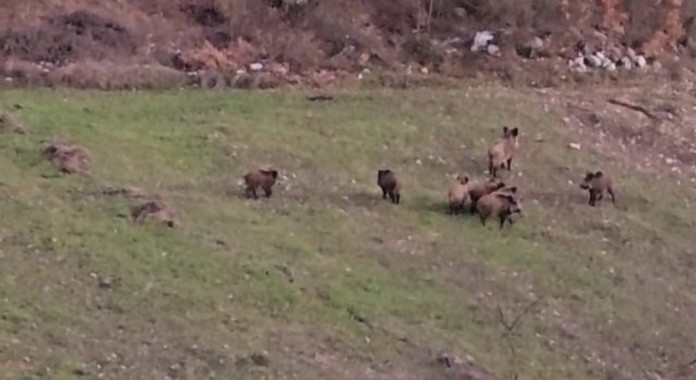 Domuz sürüsü buğday ekili tarlada görüntülendi