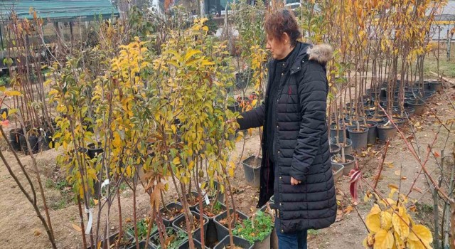 Eskişehirde fide ve fidan satış yerleri denetleniyor