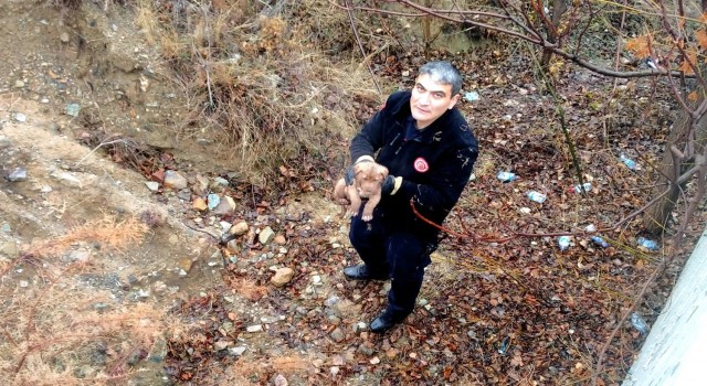 İstinat duvarından düşen köpek kurtarıldı