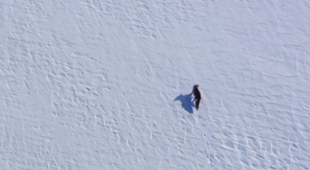 Kar üstünde yiyecek arayan tilki, dron ile görüntülendi