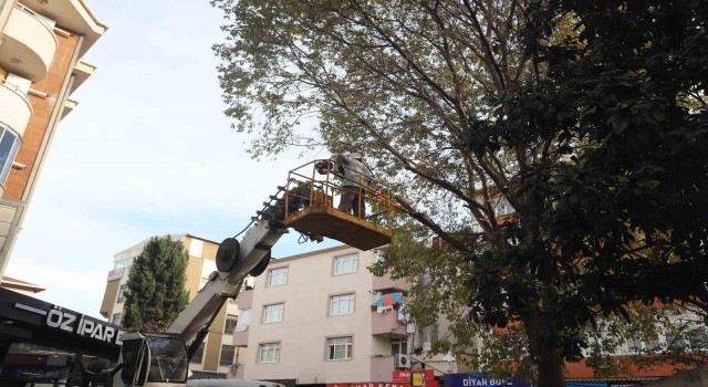 Kartalda ağaç budama çalışmaları devam ediyor