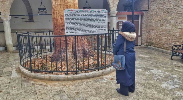 Kurumaya yüz tutmuş 350 yıllık ağacı heykele dönüştürdüler