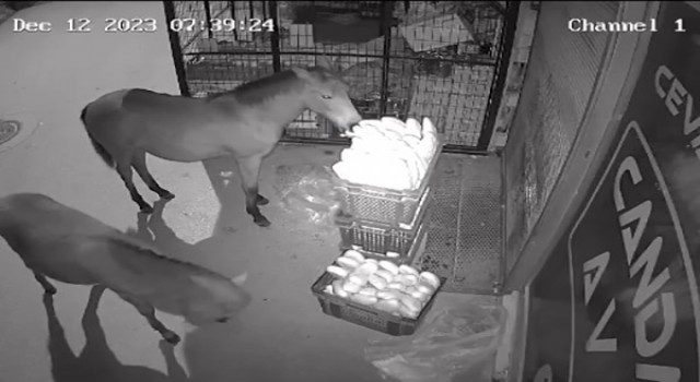 Marketin önüne bırakılan taze ekmekleri atlar yedi
