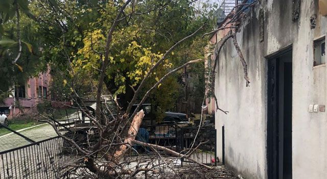 Osmaniye'de aşırı yağış ve rüzgarın ardından çam ağacı evin üzerine devrildi