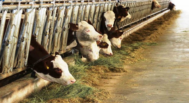 Samsundan yurt dışına süt ihraç edecek besici sayısı 6ya yükseldi