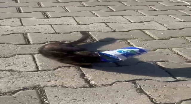 Siirtte kafasını ayran kutusuna sıkıştıran yavru kediyi bir vatandaş kurtardı
