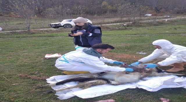 Sinopta ani koyun ölümleri: 1 haftada 18 koyunu telef oldu