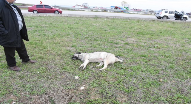 Sinopta aracın çarptığı köpek telef oldu