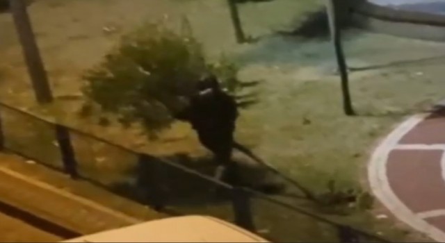 Sultangazide bir kişi parktaki ağacı yerinden söktü