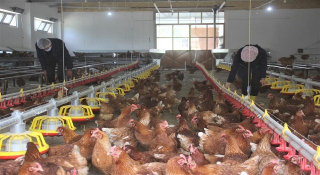 Türkiye'de Tavuk eti üretimi arttı