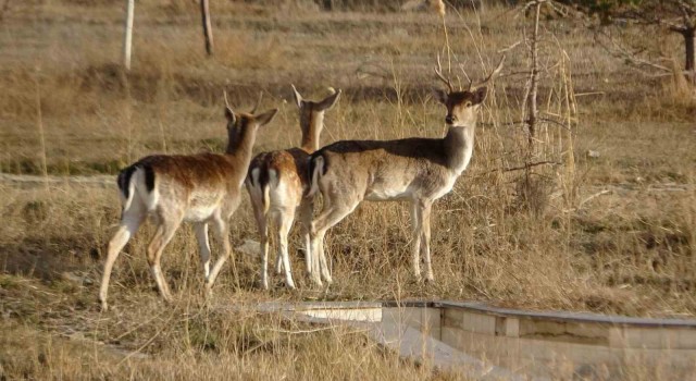 Vanda koruma altına alınan alageyikler, üretim merkezlerine gönderildi