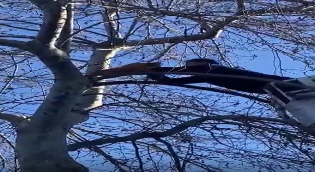 Yalovada ağaçta mahsur kalan kediyi itfaiye kurtardı