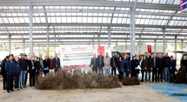 Yalovada çiftçilere Trabzon hurması ve ceviz fidanı dağıtıldı