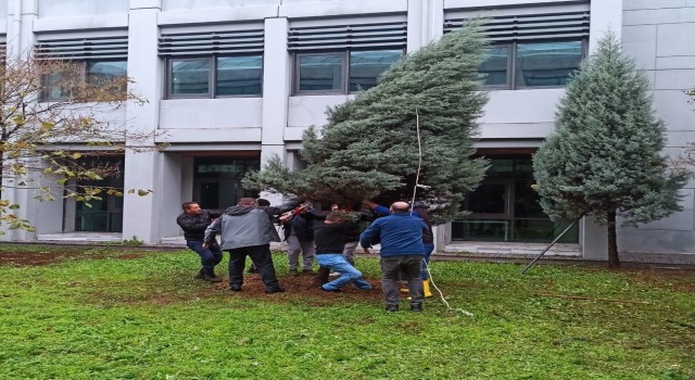 ZBEÜ'de Fırtınada Zarar Gören 68 Ağaca Destek Yapıldı