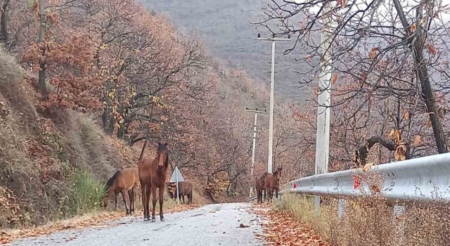 Zeytinde ‘yok yılı yük hayvanlarına yaradı