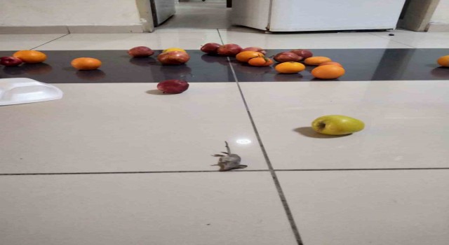 Afyonkarahisar Sağlık Bilimleri Üniversitesi Hastanesinde, hasta odasını fareler bastı