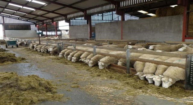 Ahır-ağıl yapımı ve makine-ekipman alımına hibe desteği