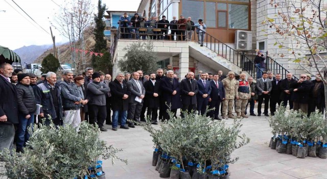 Ayvalı Mahallesinde 2 bin 600 zeytin fidanı dağıtıldı