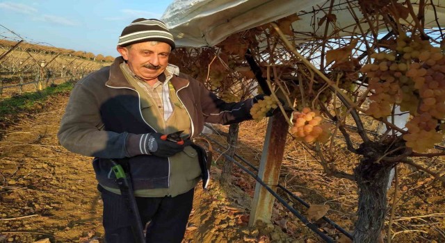 Bir yandan budak yapıyorlar bir yandan üzüm yiyorlar