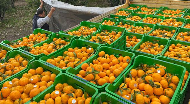 Bodrum Belediyesi ve TARKO, Bodrum mandalinasına destek veriyor
