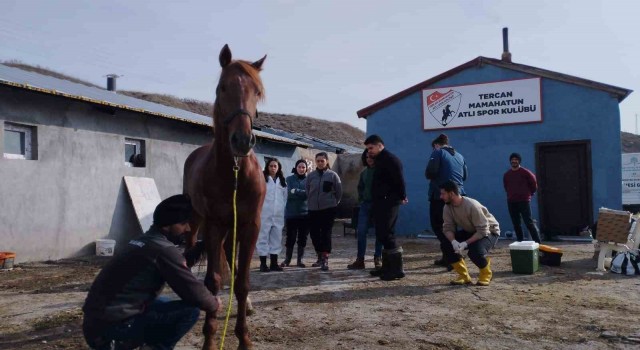 Cirit atları sağlık taramasından geçti