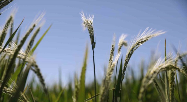 Diyarbakırda üreticilere 952 milyon TL destekleme ödemesi başladı