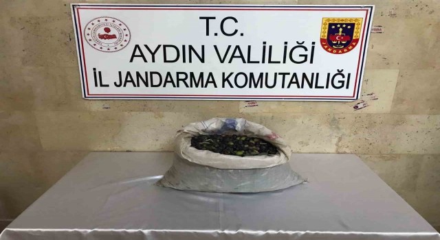 Efelerde bir bahçeden 300 kilo zeytin çalındı