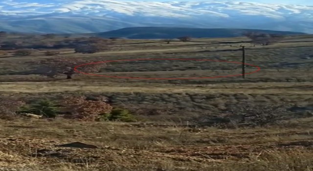 Elazığda yiyecek arayan domuz sürüsü görüntülendi