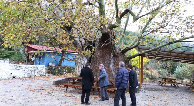 Kalenin 13 metre çapındaki 8 asırlık Erenler Kavağı anıt ağaç olacak