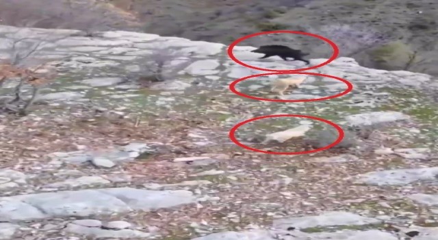 Köpeklerin domuz kovalamacası dron kamerasına yansıdı