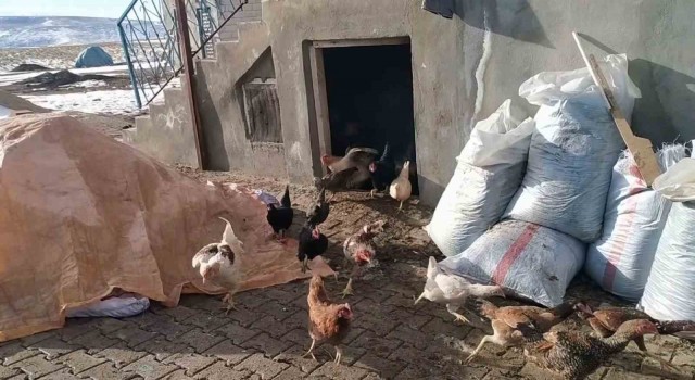 Kurnaz tilki bu kez yakayı ele verdi