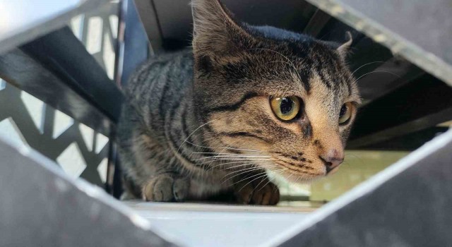 Mamaya ulaşmaya çalışırken klima üniteleri arasında mahsur kalan kedi kurtarıldı