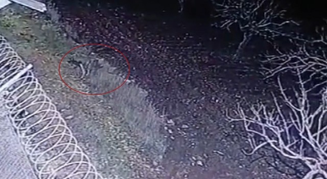 Nesli tükenme tehlikesi olan çizgili sırtlan, Gaziantepte kameraya yakalandı