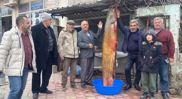 Osmaniye’de Dev Yayın Balığı Yakalandı