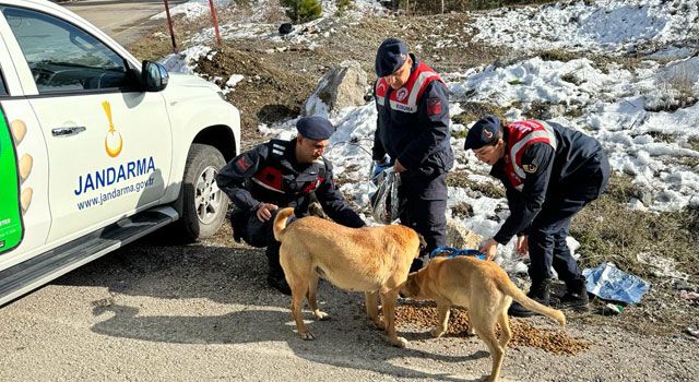 Osmaniye'de Jandarma Sokak Hayvanlarını Unutmadı