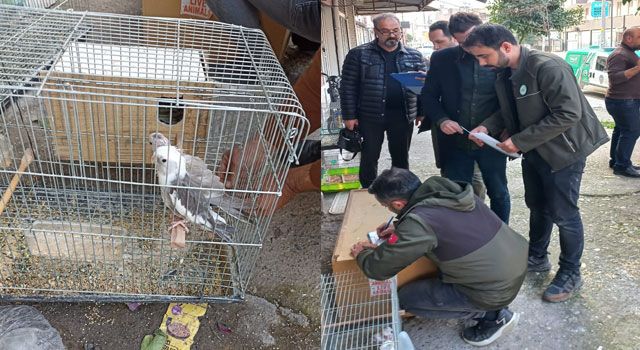 Osmaniye'de Yasaklı İstilacı Kuşlara El Konuldu