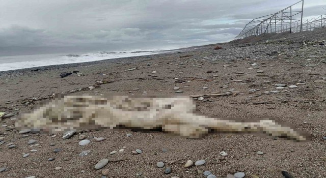 Sahilde başı ve sağ kolu olmayan çürümüş bir ceset bulundu