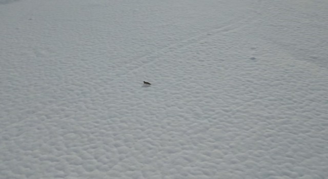 Tuncelide karda yiyecek arayan tilki dron kamerasında