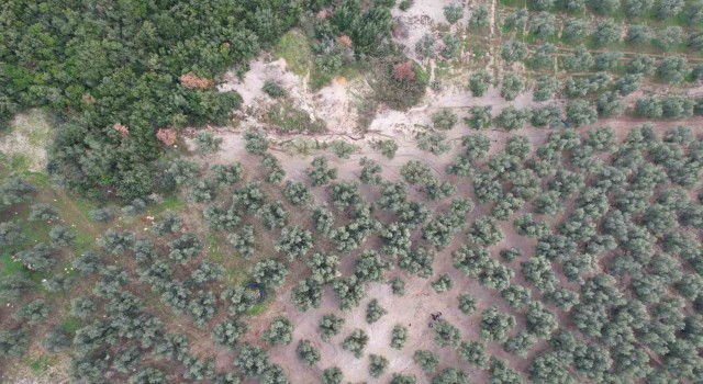 Üzerine mıcır dökülen zeytin ağaçları günden güne kuruyor