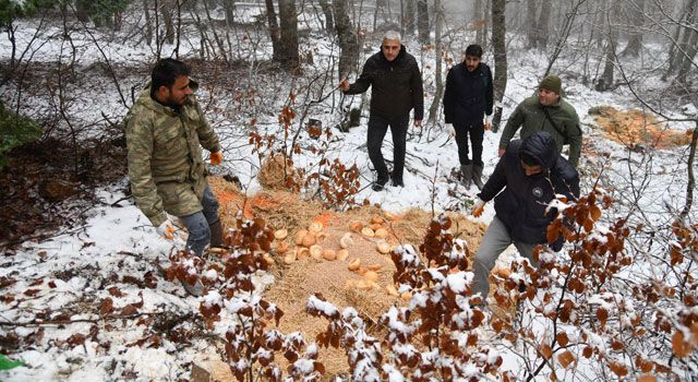Yaban ve Sokak Hayvanları İçin Besleme Çalışması Yaptı
