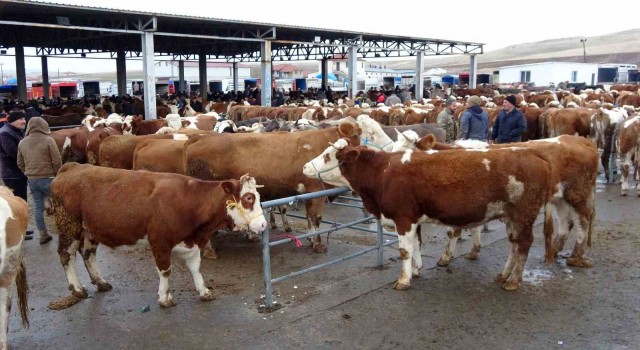 Yozgatta canlı hayvan pazarları tedbir amaçlı kapatılacak