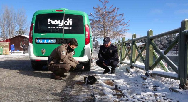 Yozgatta polis ekipleri sokak hayvanlarını unutmadı