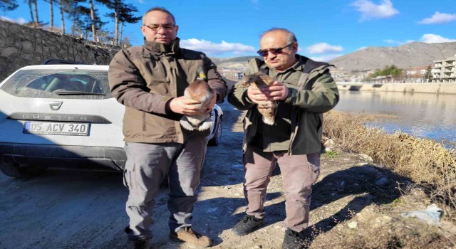 Amasyada evinde 9 yaban hayvanı bulunan şahsa 55 bin TL ceza